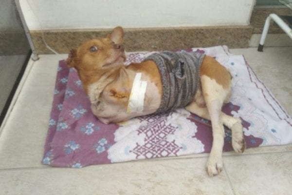 ampari thor