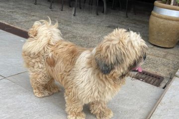 Cachorrinho é encontrado no bairro Esplanada e procura dono