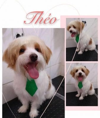 Família pede ajuda para encontrar cachorrinho perdido em Itabira
