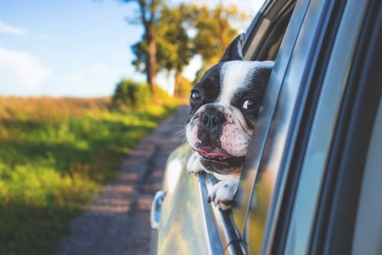 Viajar com o pet: dicas para curtir os passeios sem preocupações