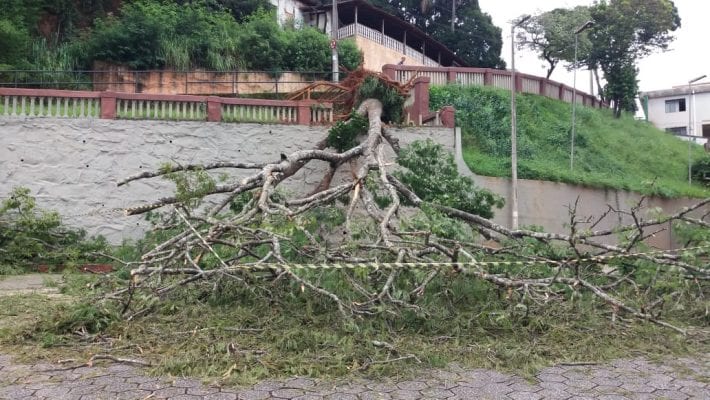 Queda de árvore atinge carro no estacionamento da Catedral, em Itabira