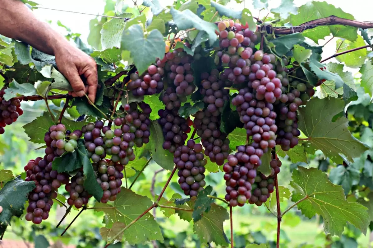 Através de pomar demonstrativo, Prefeitura de conceição investe no cultivo de uvas