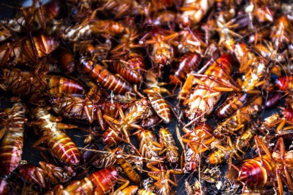 Além de deixar 580 desalojados, temporal em Muriaé causa infestação de baratas