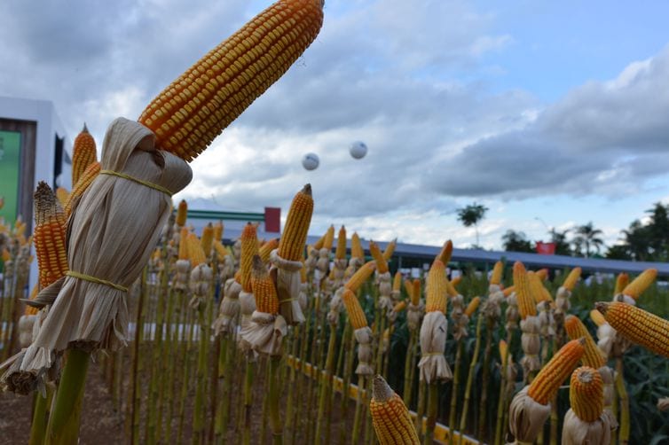 Programa Crédito Rural financia agropecuária com R$ 1,7 bilhão em 2020 Programa Crédito Rural financia agropecuária com R$ 1,7 bilhão em 2020