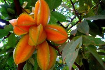 Aquilo mais parecia o fruto de uma caramboleira