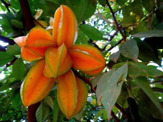 carambol