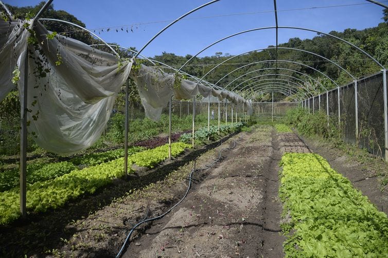 Instrução normativa prevê boas práticas para produção de folhosas