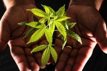 Nova York aprova legalização da maconha