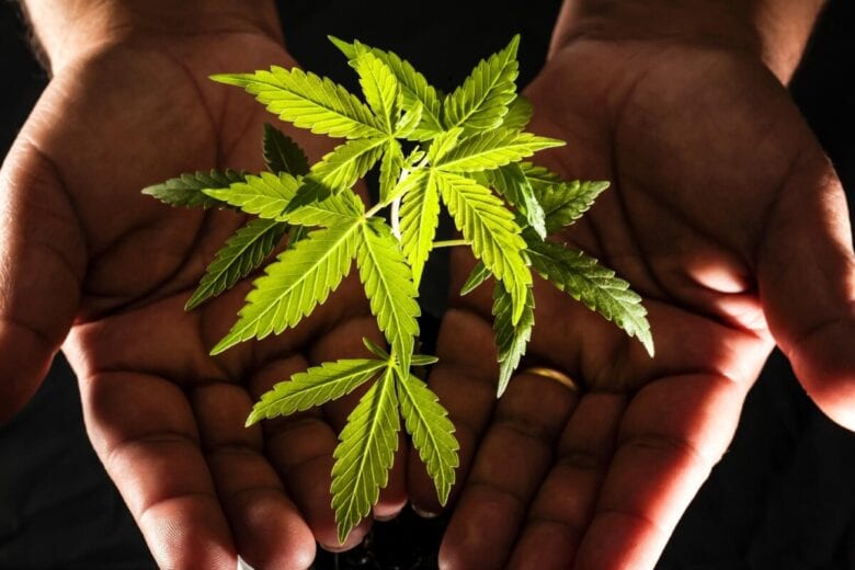 Nova York aprova legalização da maconha
