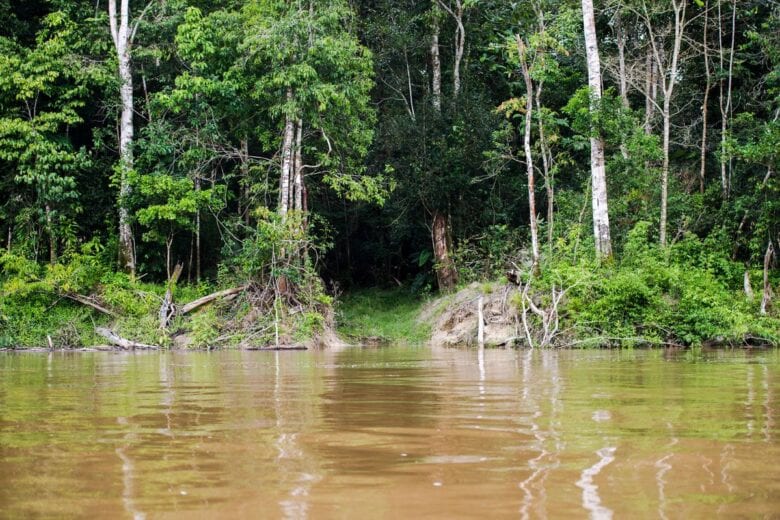 IBGE: vegetação nativa teve maior redução de 2000 a 2018 no PA e em MT