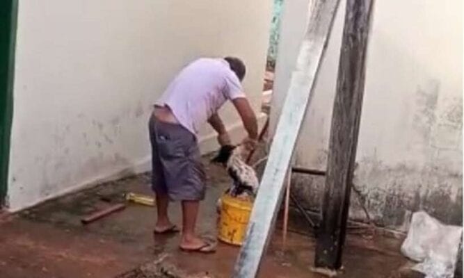 cachorro