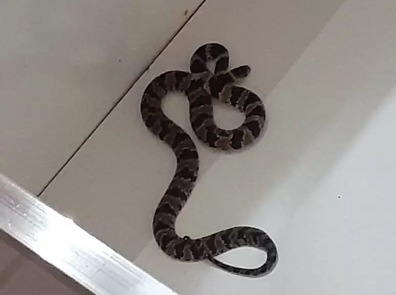 Bombeiros capturam cobra no berço de recém nascida em Itabira