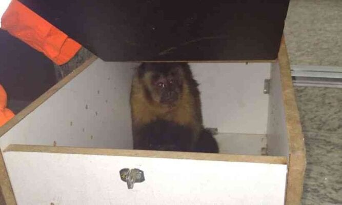 macaco supermercado