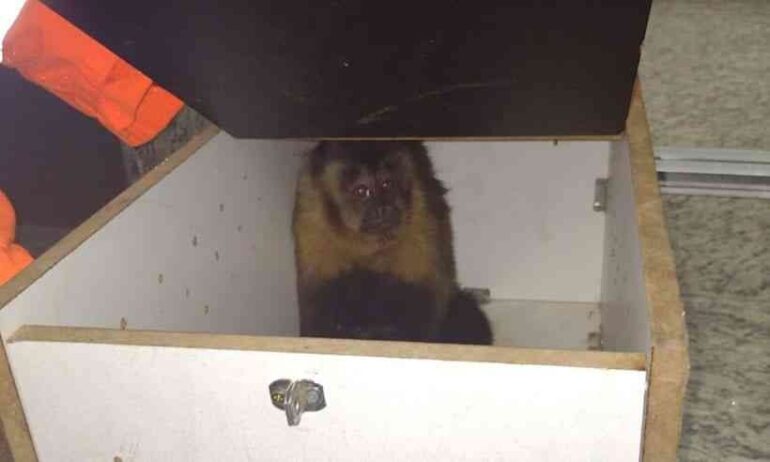 Corpo de Bombeiros captura macaco dentro de supermercado