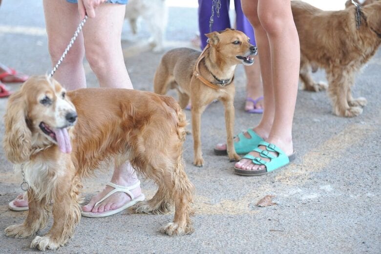 Cão e gato são identificados com anticorpos contra o novo coronavírus