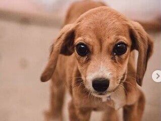 Animais resgatados em tragédia de Santa Maria procuram por um lar