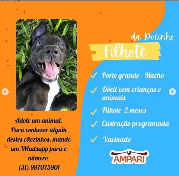 animais