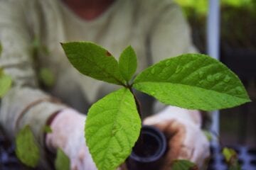 Instituto Espinhaço lança campanha para plantar 230 milhões de árvores
