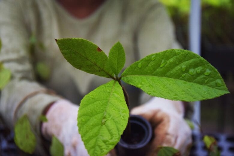Instituto Espinhaço lança campanha para plantar 230 milhões de árvores