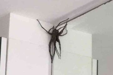 Aranhas ‘gigantes’ assustam moradores do Buritis, em BH; picada é dolorosa