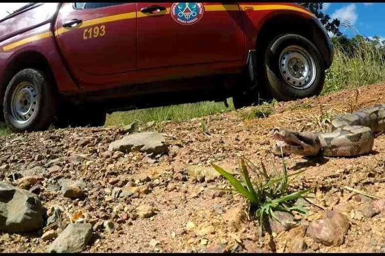 Jiboia de quase dois metros é capturada em quintal; veja vídeo