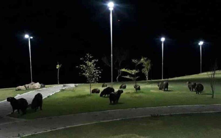 Febre maculosa mata homem de 33 anos em Minas