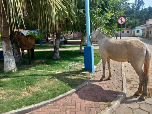 cavalo