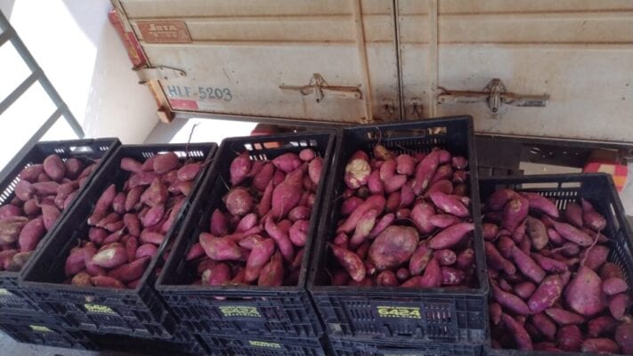 Prefeitura distribui uma tonelada e meia de batata-doce em Itabira