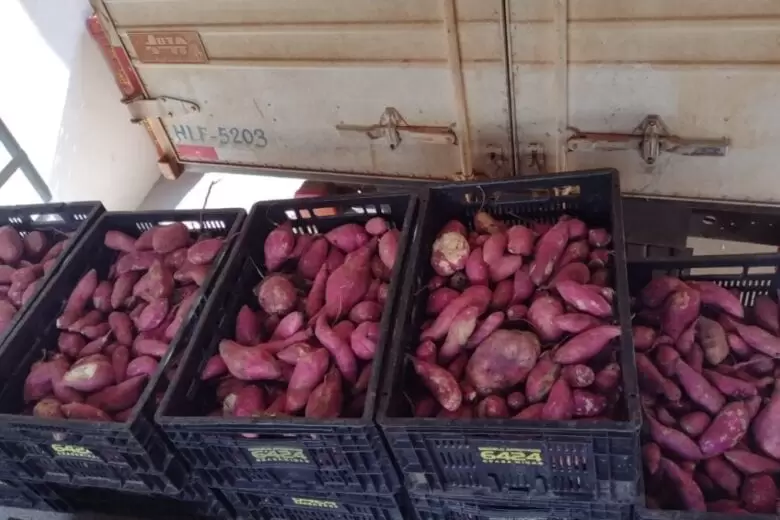 Prefeitura distribui uma tonelada e meia de batata-doce em Itabira