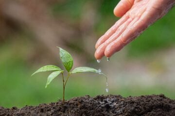 Professores de Itabira podem se inscrever para cursos relacionados à educação ambiental