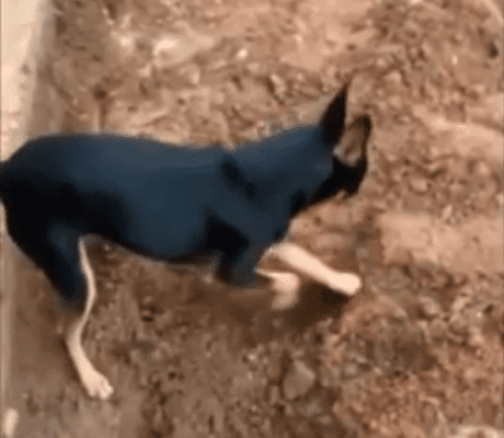 Pinscher