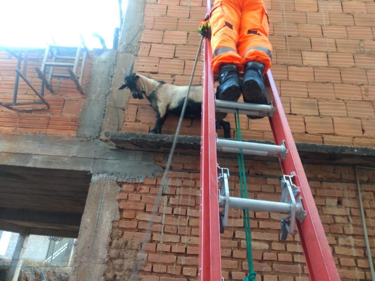 Cabrito é resgatado após ficar preso em beiral de laje