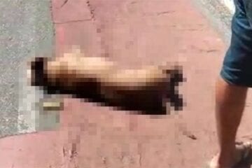 Policial Militar mata cachorro a tiros em rua de BH