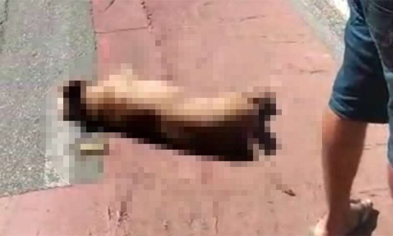 Policial Militar mata cachorro a tiros em rua de BH