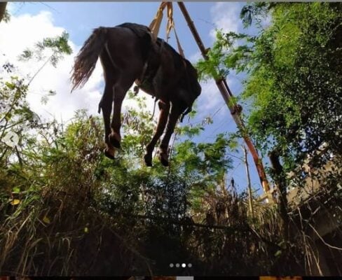 Cavalo é resgatado após cair em córrego de Conceição do Mato Dentro