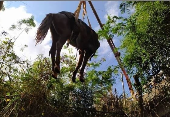 Cavalo é resgatado após cair em córrego de Conceição do Mato Dentro