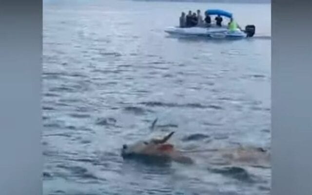 Boi é flagrado nadando no mar e polícia suspeita de fuga; veja o vídeo
