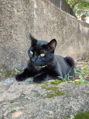 gato