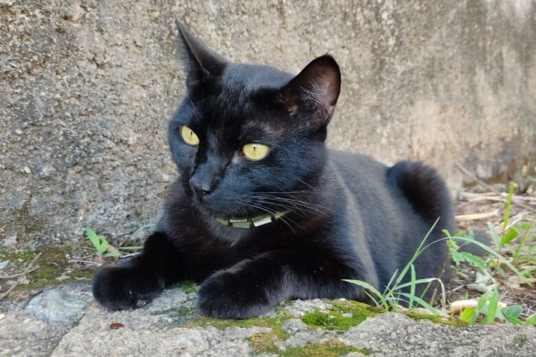 Itabirana procura gato que desapareceu no bairro Santo Antônio