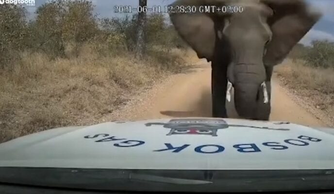 Elefante esmaga capô de picape em ataque impressionante; veja o vídeo
