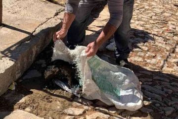 Gatos são assassinados em série em pequena cidade de Minas
