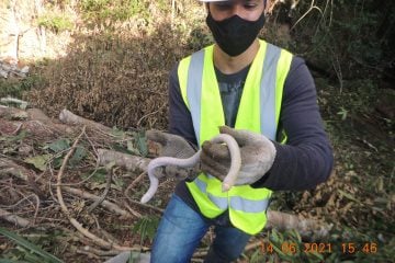 Cobra ameaçada de extinção é encontrada às margens da BR-381