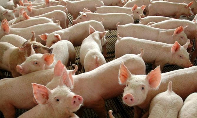 Alemanha detecta mais um caso de peste suína africana; entenda a doença
