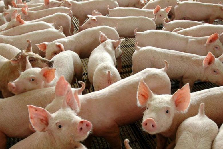 Alemanha detecta mais um caso de peste suína africana; entenda a doença