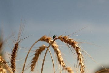 Rio Grande do Sul tem previsão animadora para a safra de trigo