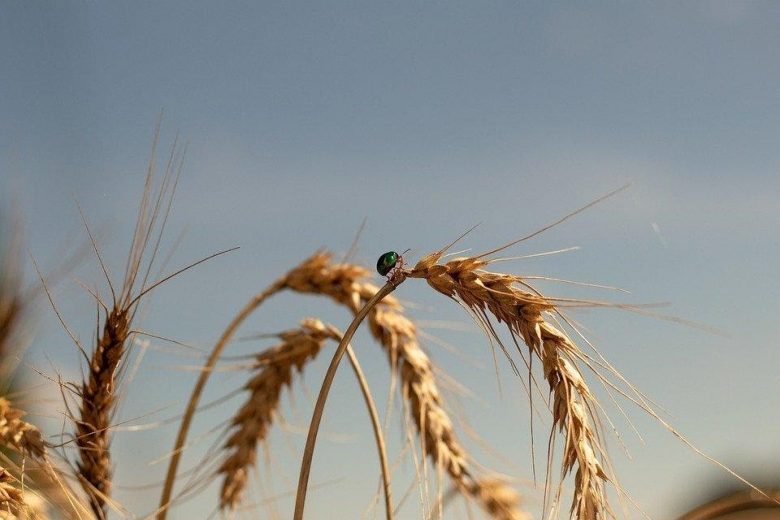 Rio Grande do Sul tem previsão animadora para a safra de trigo