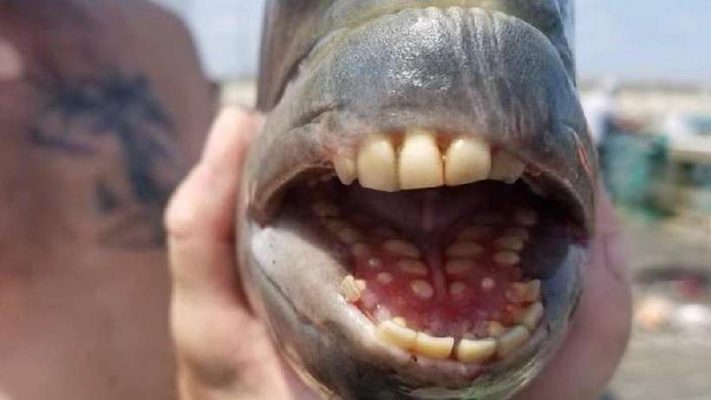 peixe com dentes