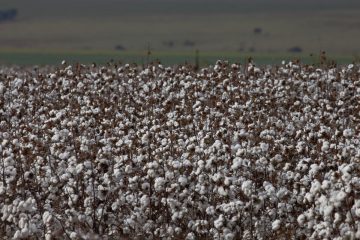 São Paulo lança programa AgroSP+Seguro e anuncia crédito para produtor