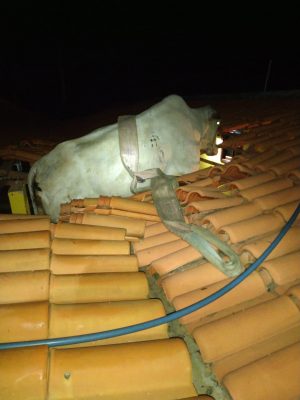 Vaca fica presa em telhado