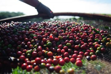 Quebra da safra e exportações devem elevar o preço do café em até 40%